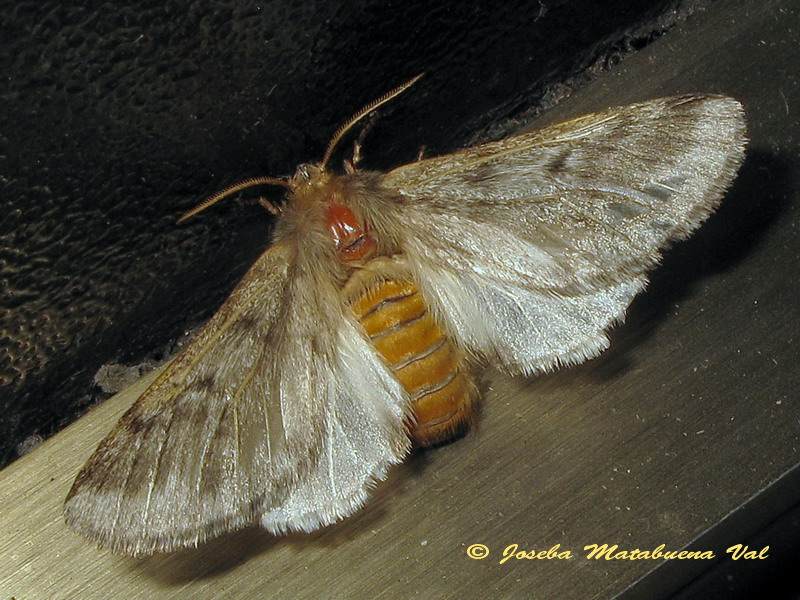 Thaumetopoea pityocampa - Notodontinae